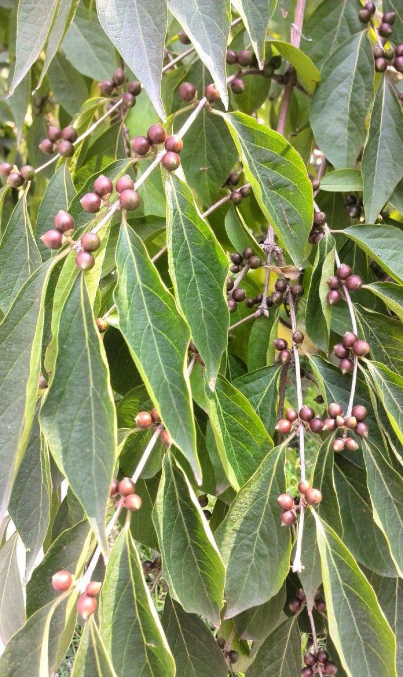 金银木种子花木绿化行道林木苗木植物树种籽林木种子