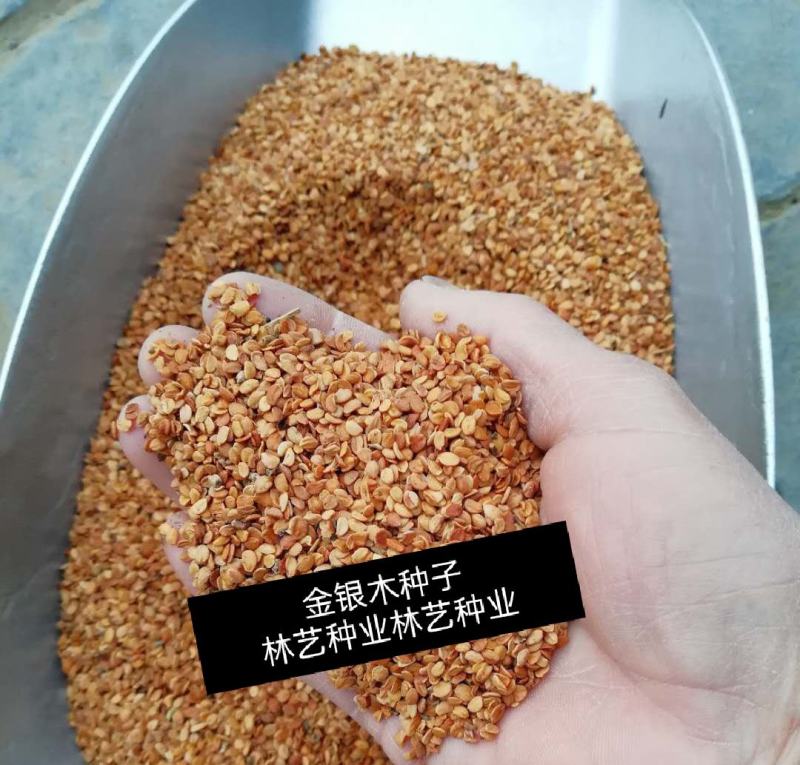金银木种子花木绿化行道林木苗木植物树种籽林木种子