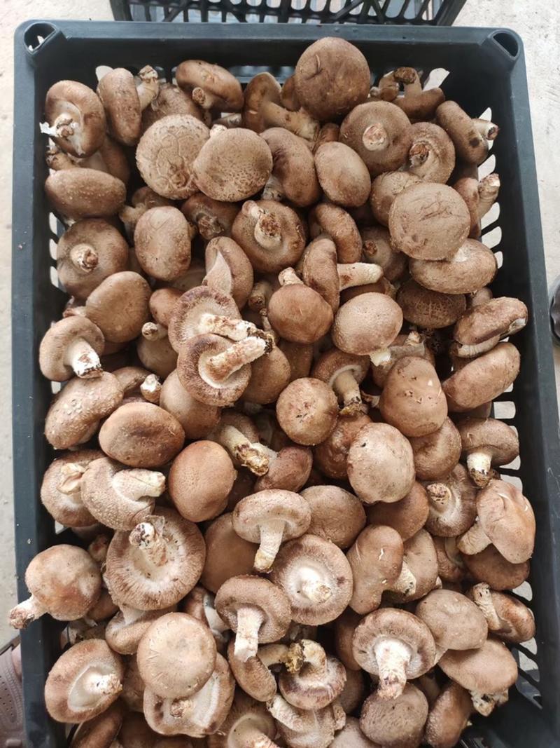 河南808鲜香菇4.5以上白加花中菇花菇货源充足品质保证