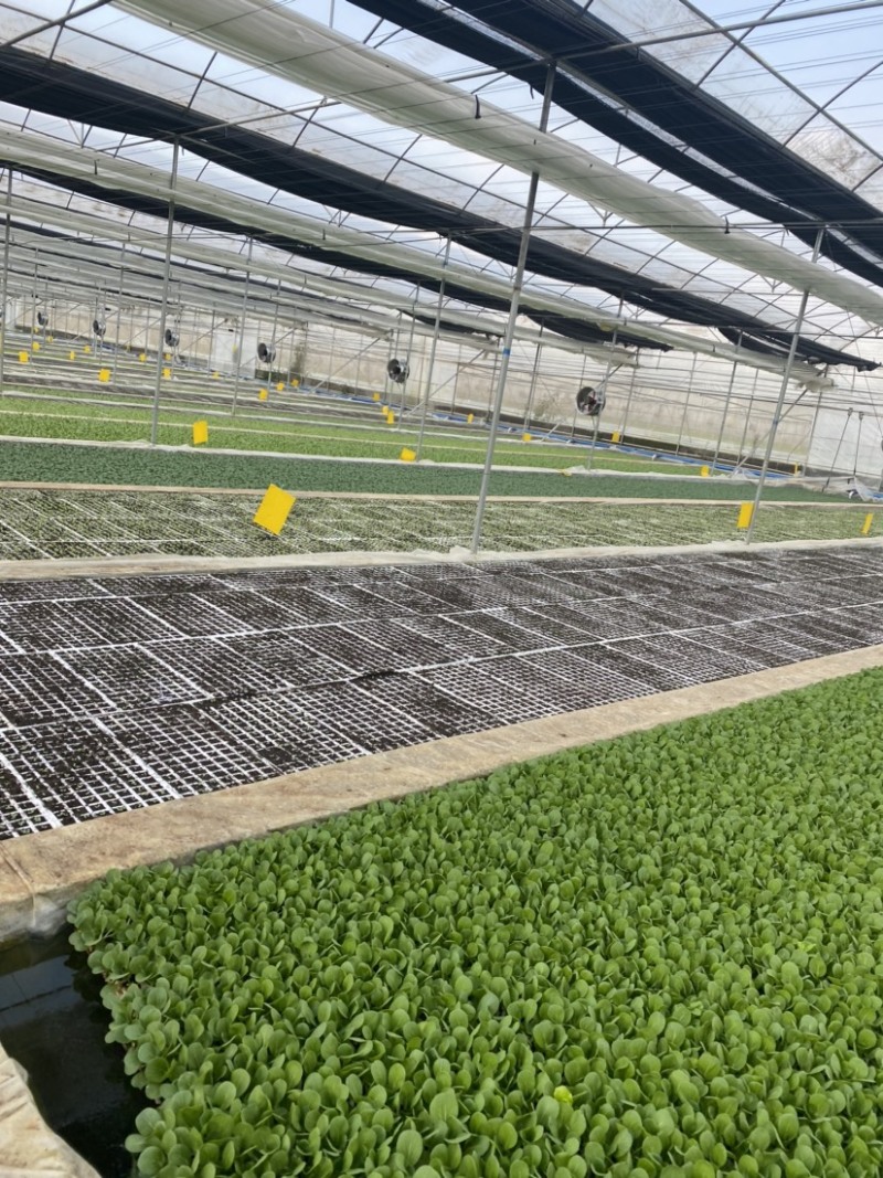 圆球生菜苗西生菜苗质量保证货源充足包成活根系好壮实