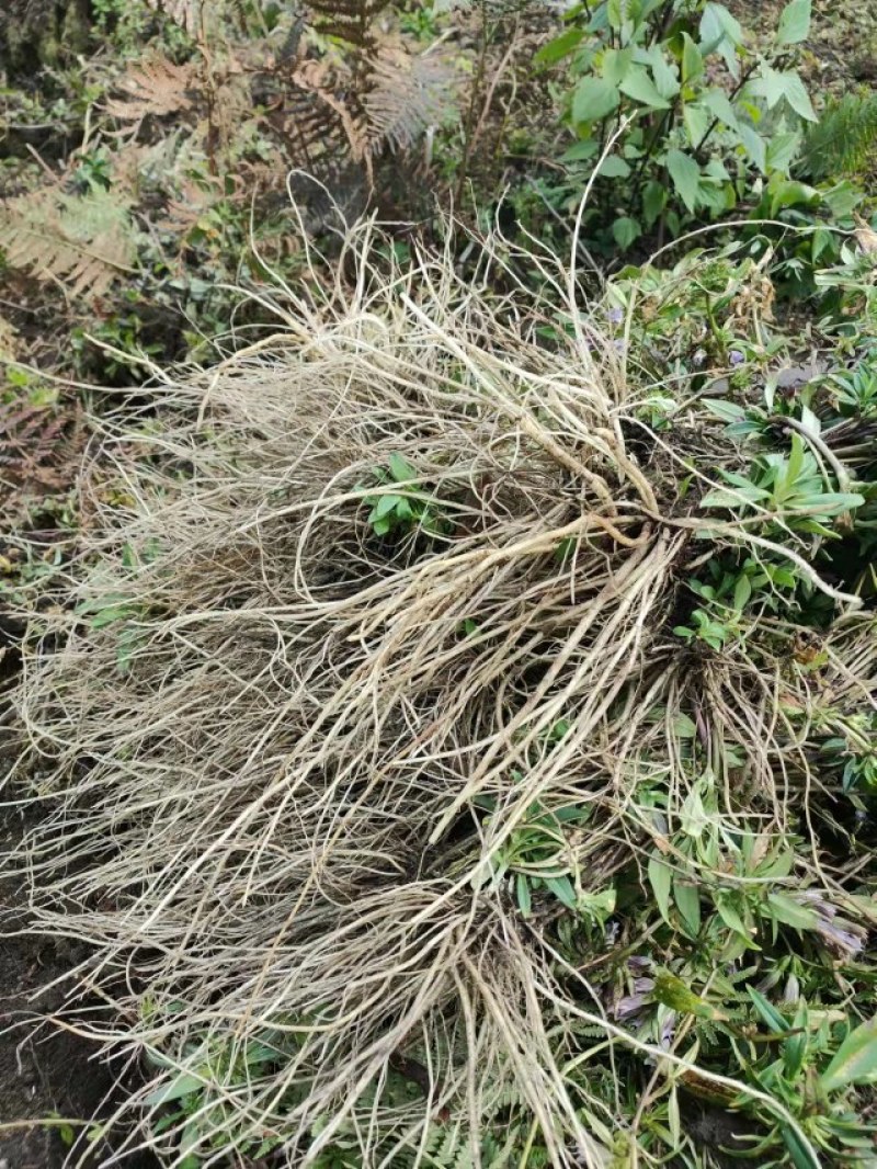 龙胆草