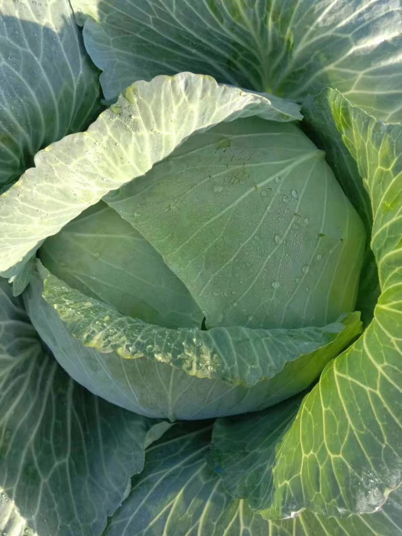 (精品)湖北扁包菜产地直销，市场，加工厂，出口。