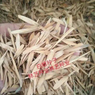 出售林木种籽白蜡种子别名青榔木白荆树白蜡树四季可播