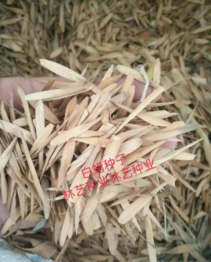 出售林木种籽白蜡种子别名青榔木白荆树白蜡树四季可播