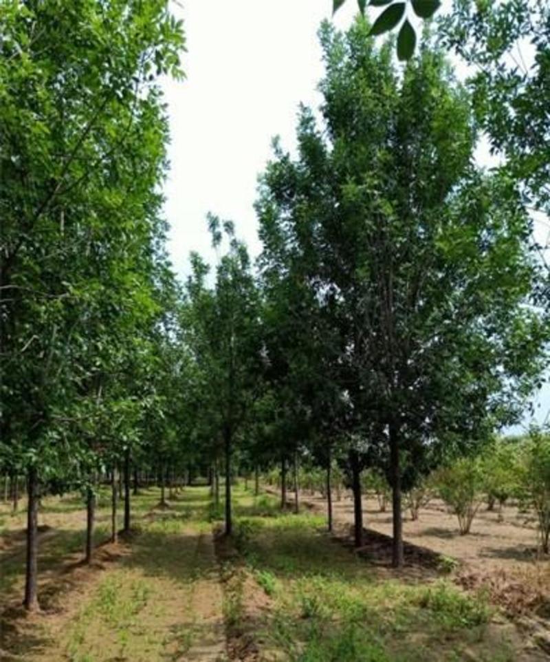 出售林木种籽白蜡种子别名青榔木白荆树白蜡树四季可播
