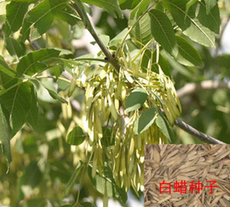 出售林木种籽白蜡种子别名青榔木白荆树白蜡树四季可播