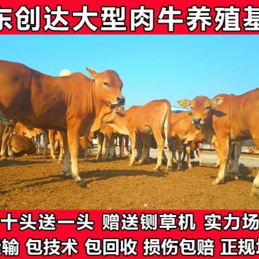 利木赞牛犊肉牛养殖场小牛犊繁殖母牛买十头送一头