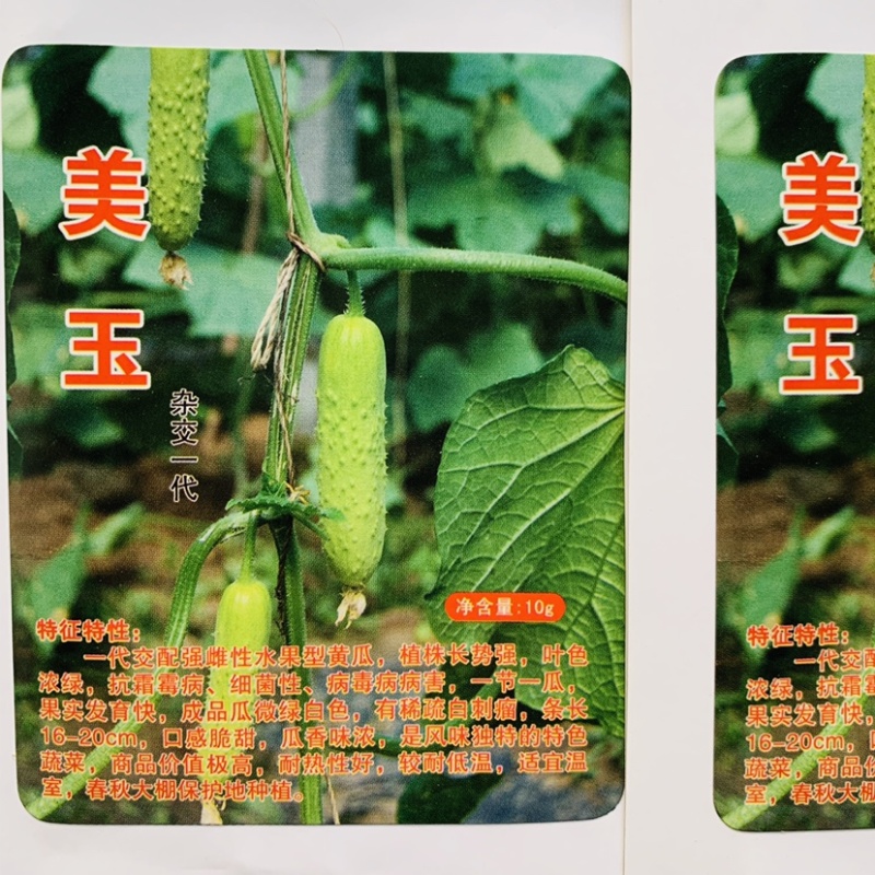 海诺瑞特美玉水果黄瓜种子强雌黄瓜品种，微绿白色黄瓜种子