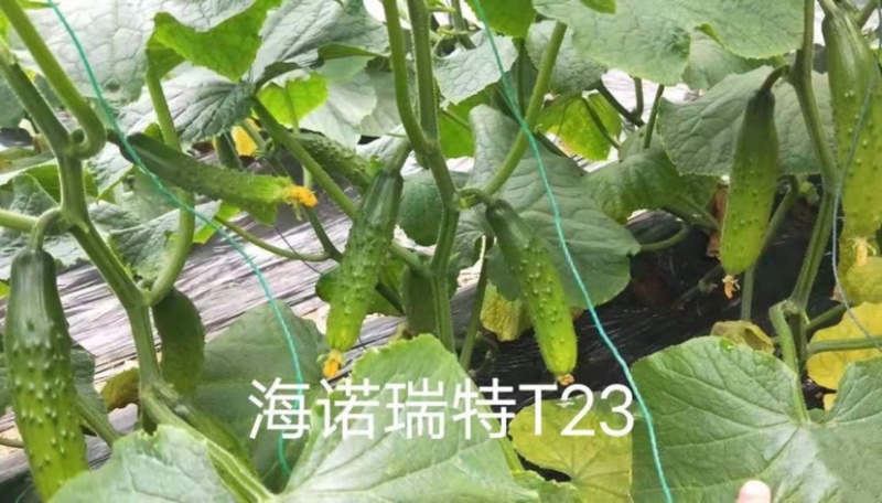 海诺瑞特T23强雌水果黄瓜种子脆甜瓜条顺直高产抗病基地用