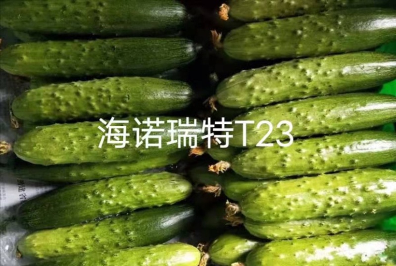 海诺瑞特T23强雌水果黄瓜种子脆甜瓜条顺直高产抗病基地用