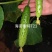海诺瑞特T23强雌水果黄瓜种子脆甜瓜条顺直高产抗病基地用