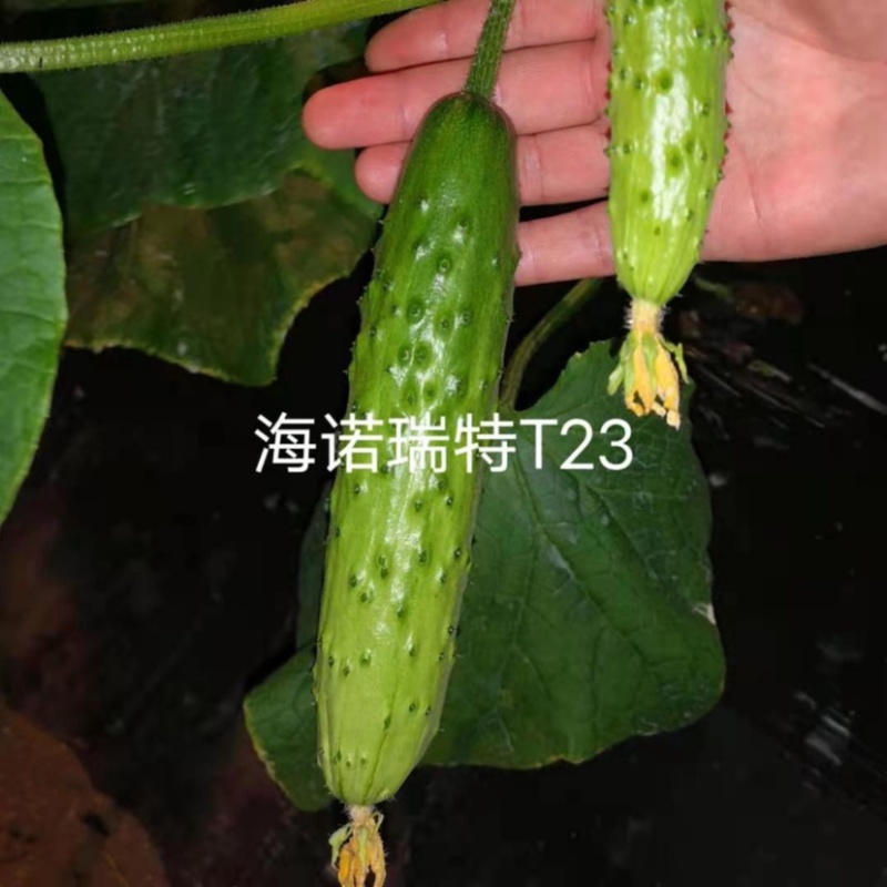 海诺瑞特T23强雌水果黄瓜种子脆甜瓜条顺直高产抗病基地用