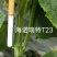 海诺瑞特T23强雌水果黄瓜种子脆甜瓜条顺直高产抗病基地用
