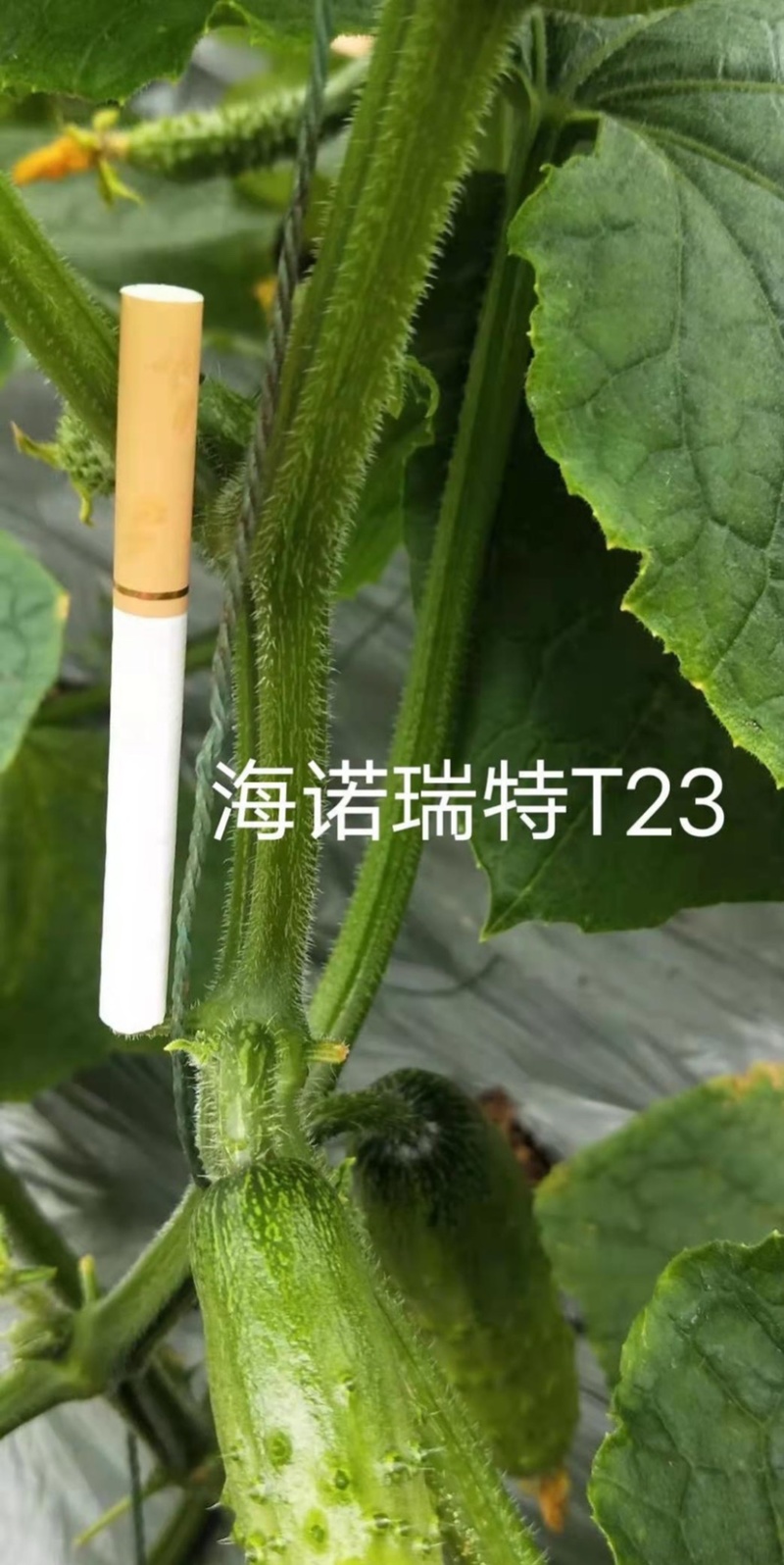 海诺瑞特T23强雌水果黄瓜种子脆甜瓜条顺直高产抗病基地用