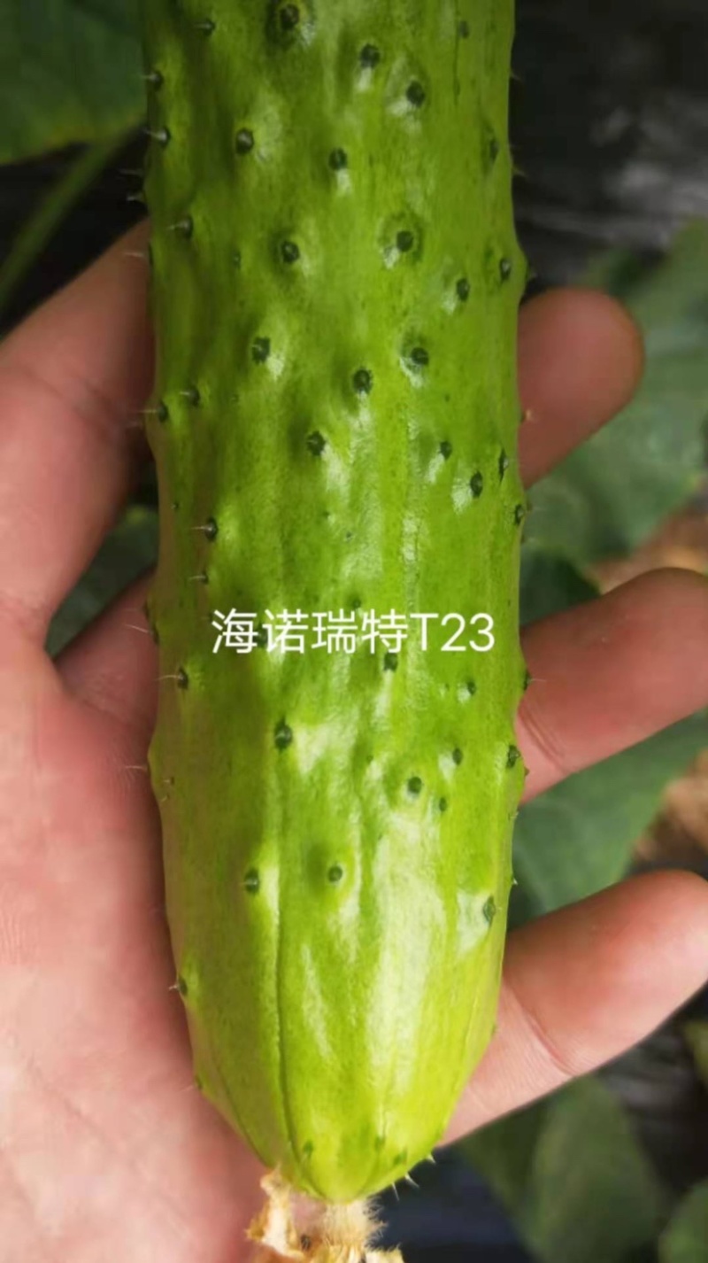 海诺瑞特T23强雌水果黄瓜种子脆甜瓜条顺直高产抗病基地用