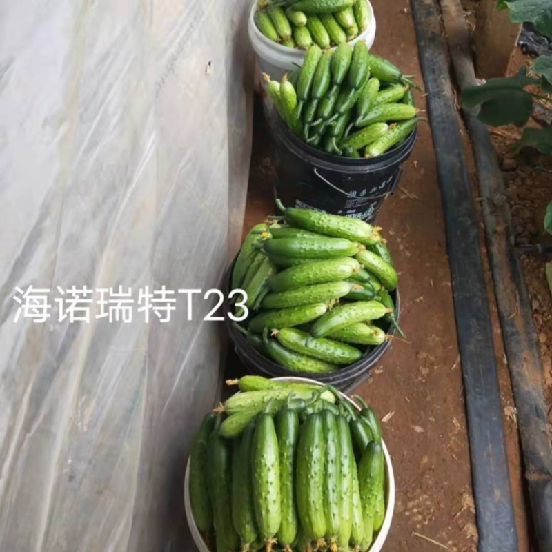海诺瑞特T23强雌水果黄瓜种子脆甜瓜条顺直高产抗病基地用