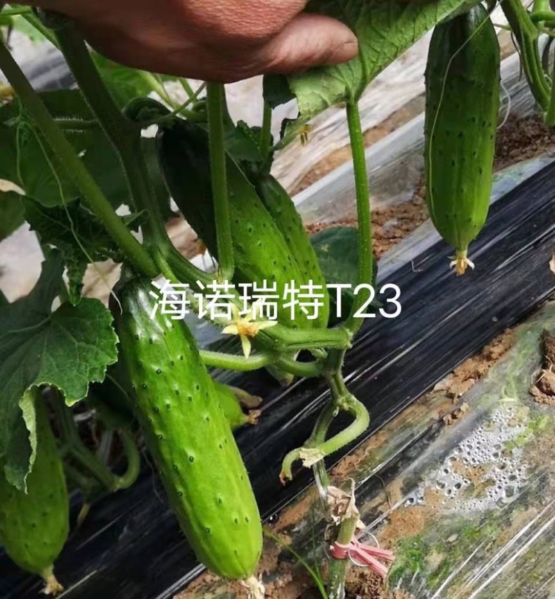 海诺瑞特T23强雌水果黄瓜种子脆甜瓜条顺直高产抗病基地用