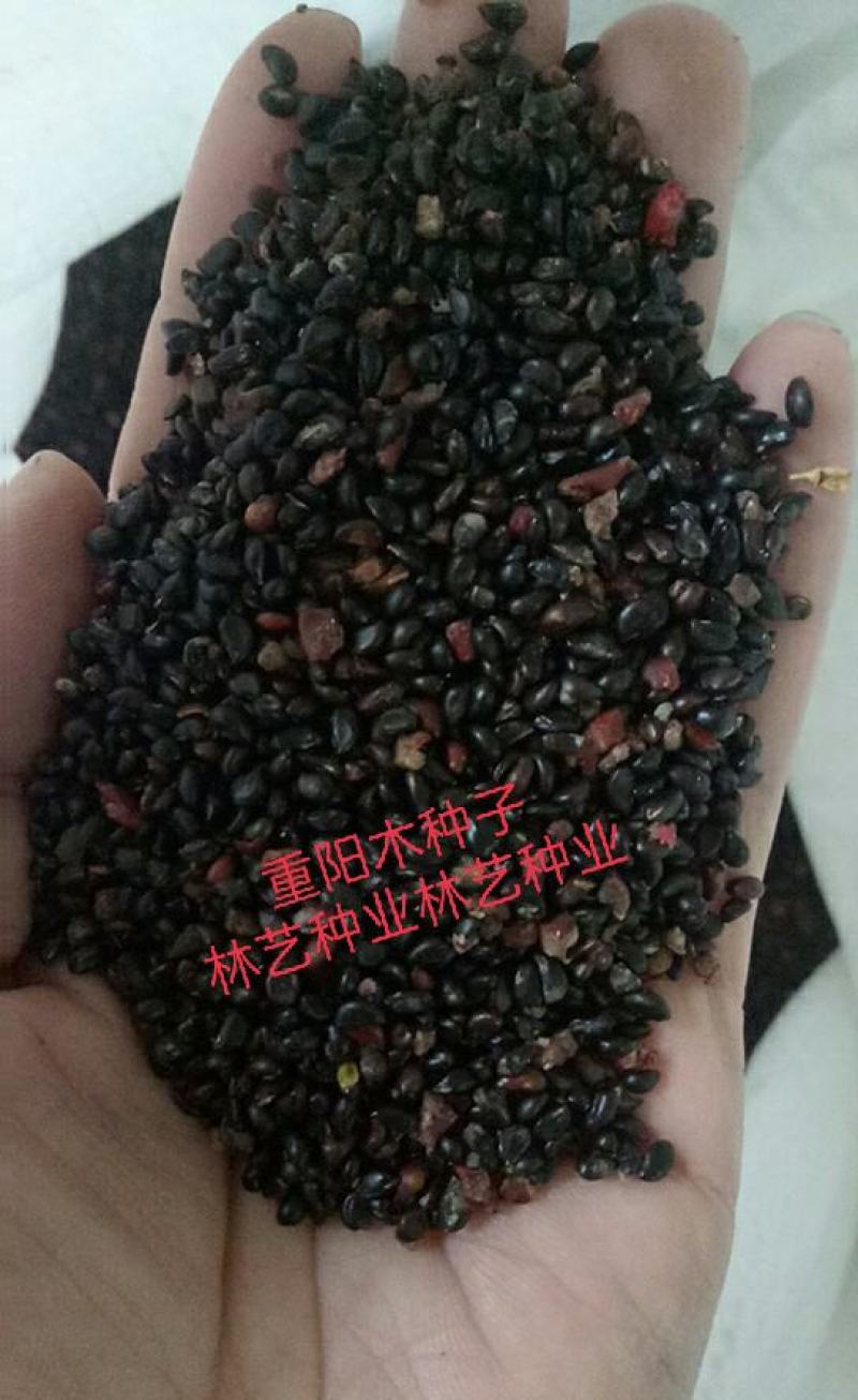 重阳木种子绿化苗木种子重阳木种子园林绿化苗木种子