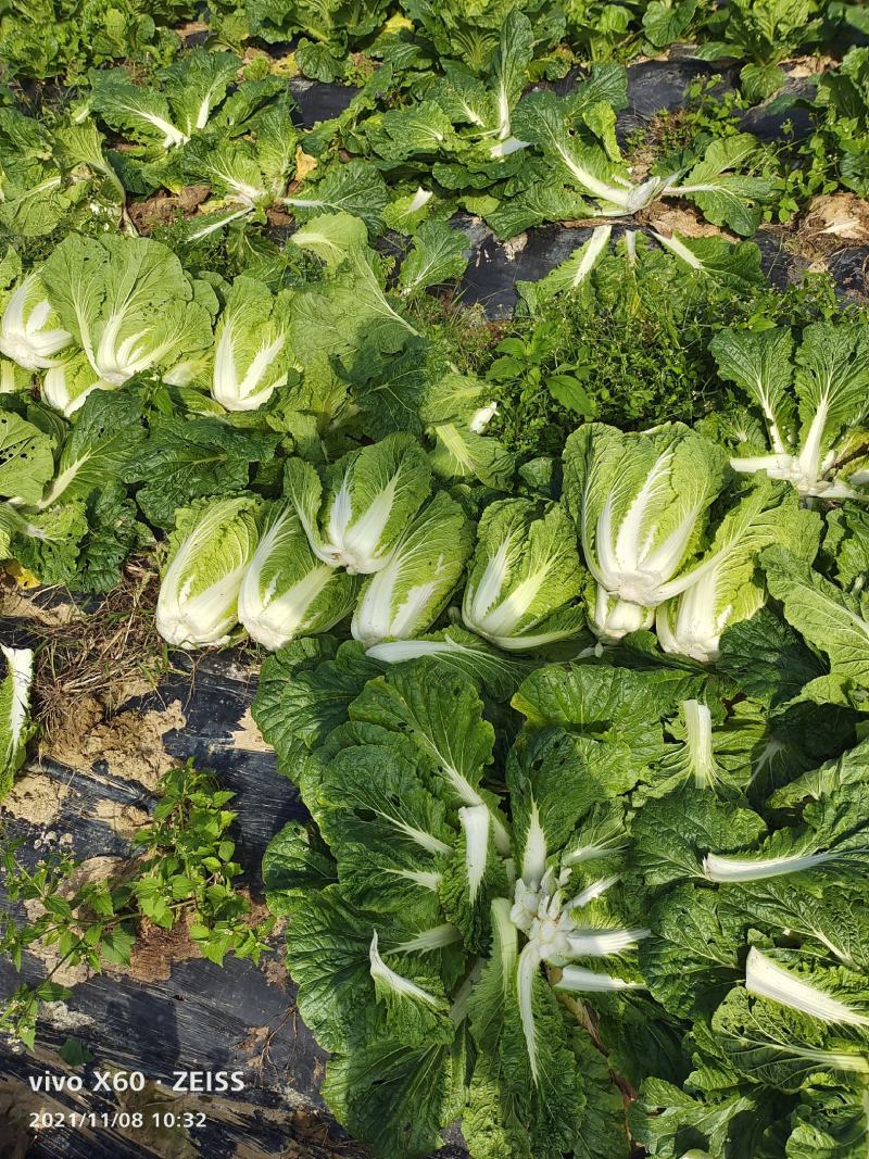白菜大量供应、质量保证、支持各种包装、欢迎采购