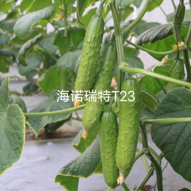 海诺瑞特T23强雌水果黄瓜种子脆甜瓜条顺直高产抗病基地用