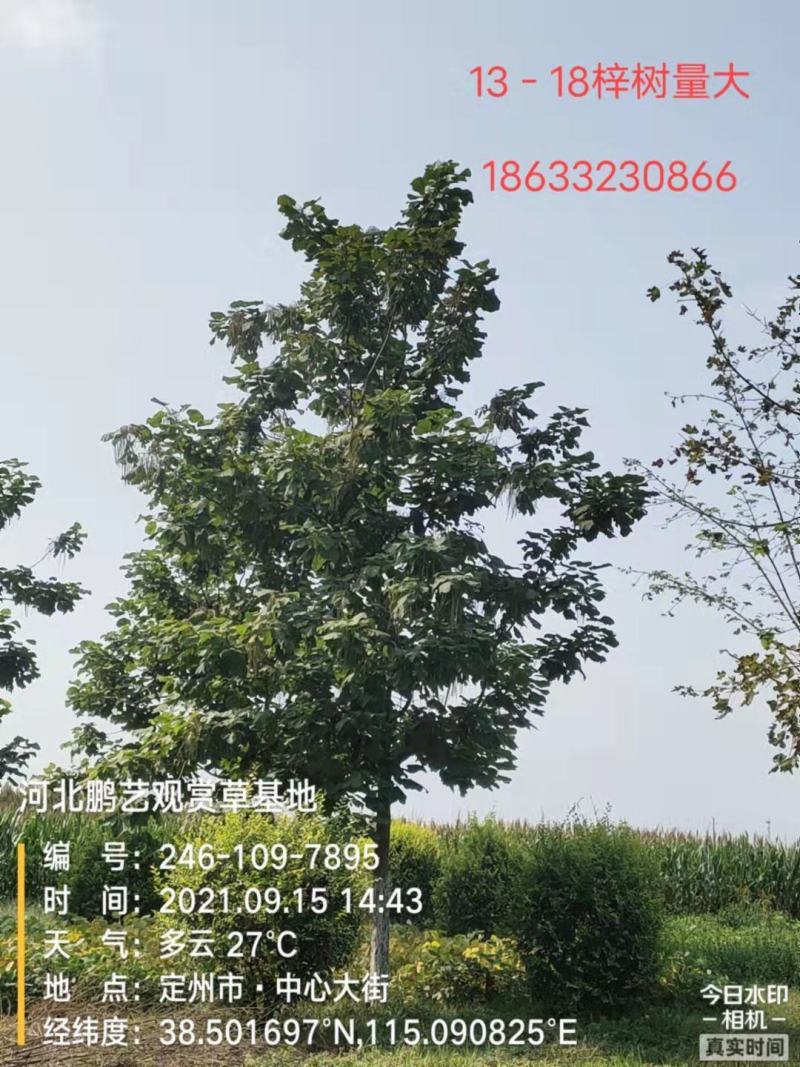 梓树
