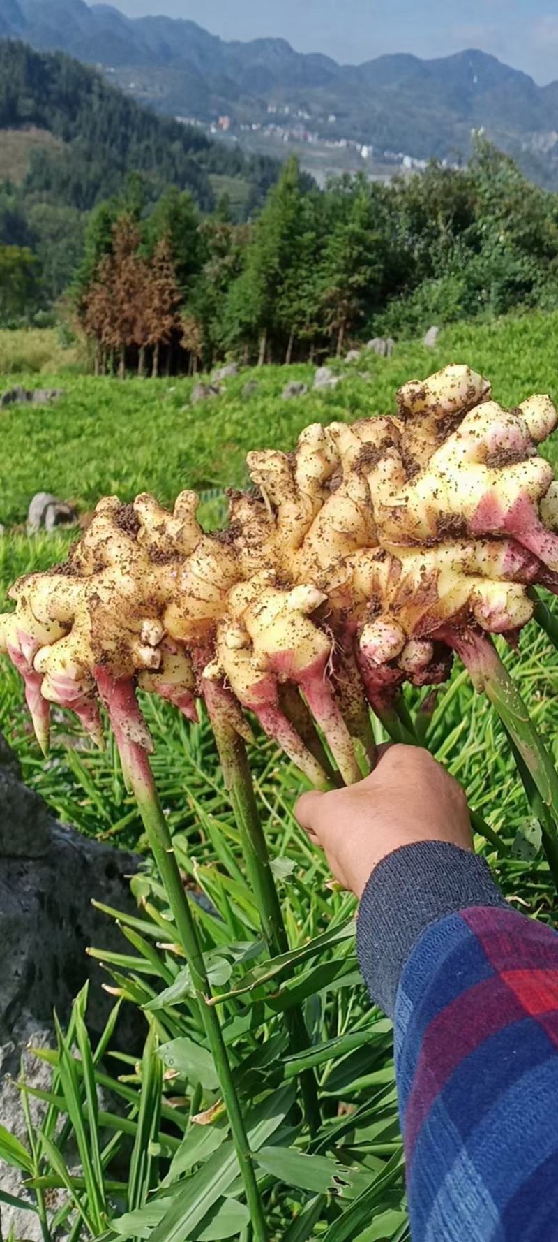 生姜贵州二黄姜（下窖洞、走市场、走工厂）都有
