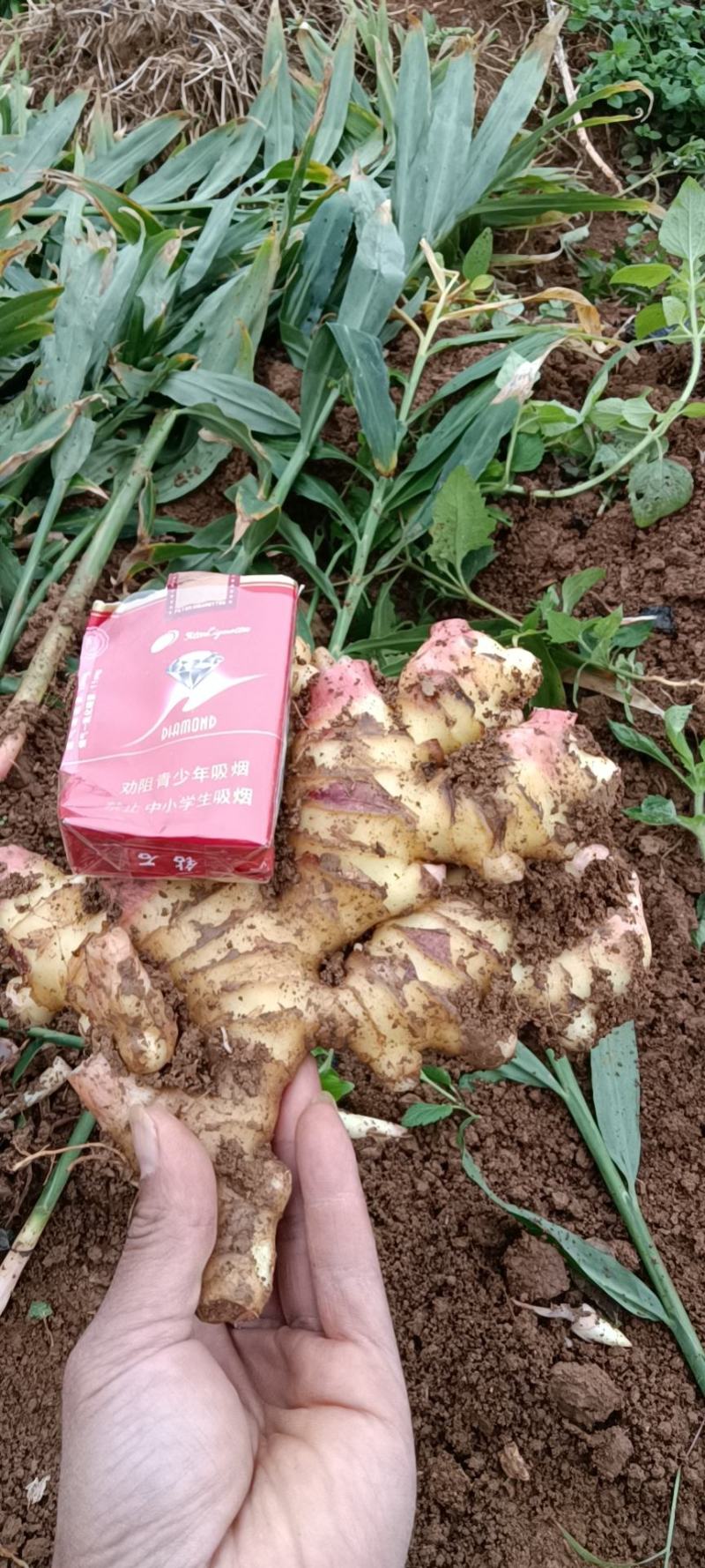 生姜贵州二黄姜（下窖洞、走市场、走工厂）都有