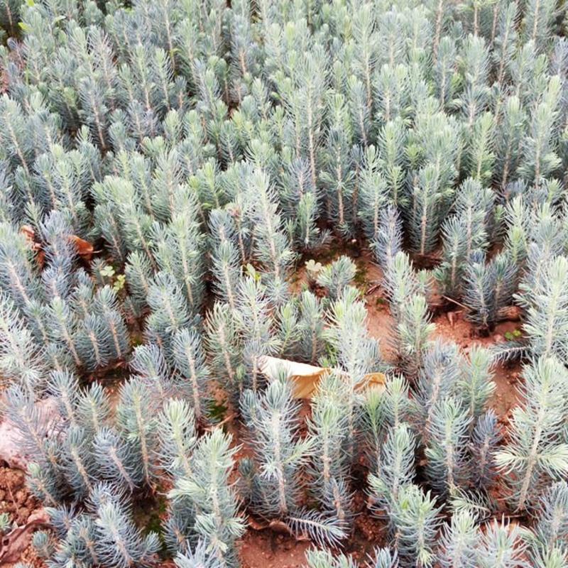 美国蓝杉种子克罗拉多蓝杉种子北美珍稀景观云杉种子