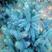 美国蓝杉种子克罗拉多蓝杉种子北美珍稀景观云杉种子
