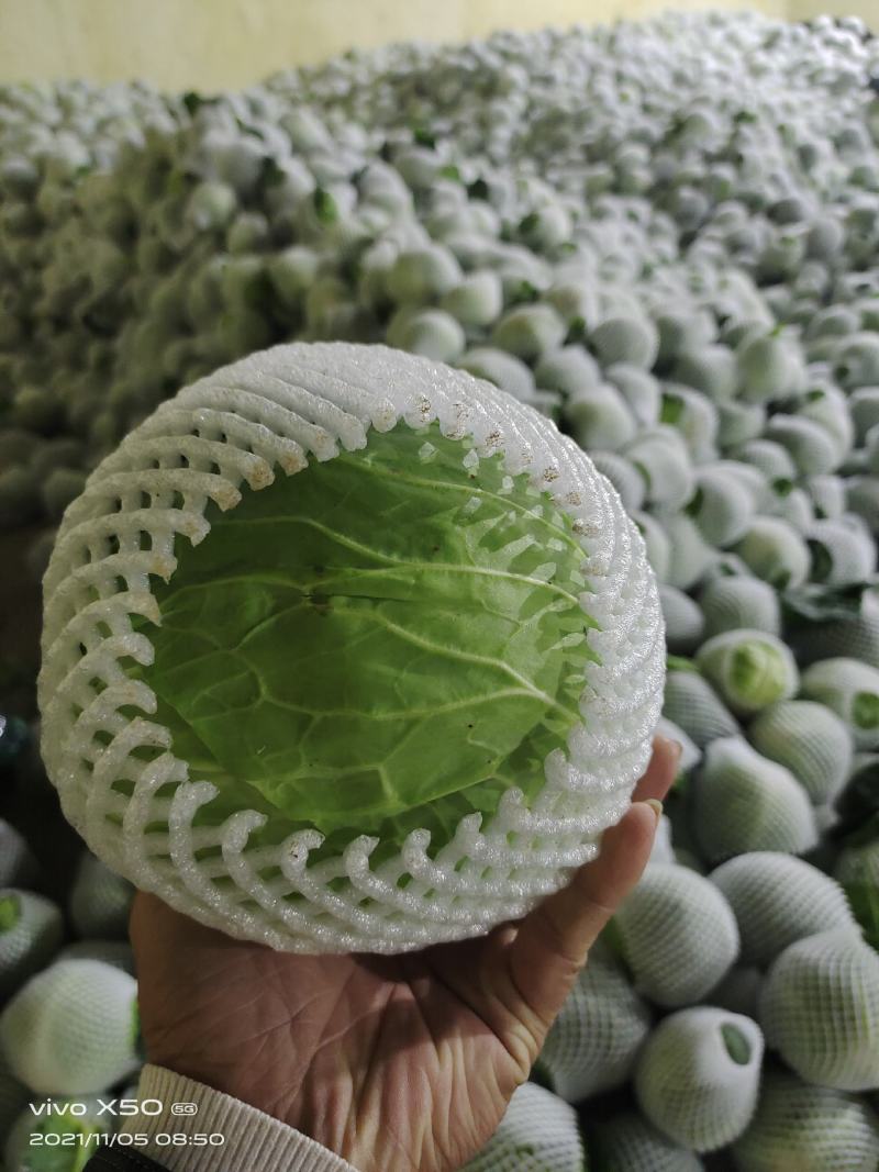 湖北精品甘蓝大量上市，服务周到，量大从优，欢迎咨询