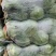 湖北精品甘蓝大量上市，服务周到，量大从优，欢迎咨询