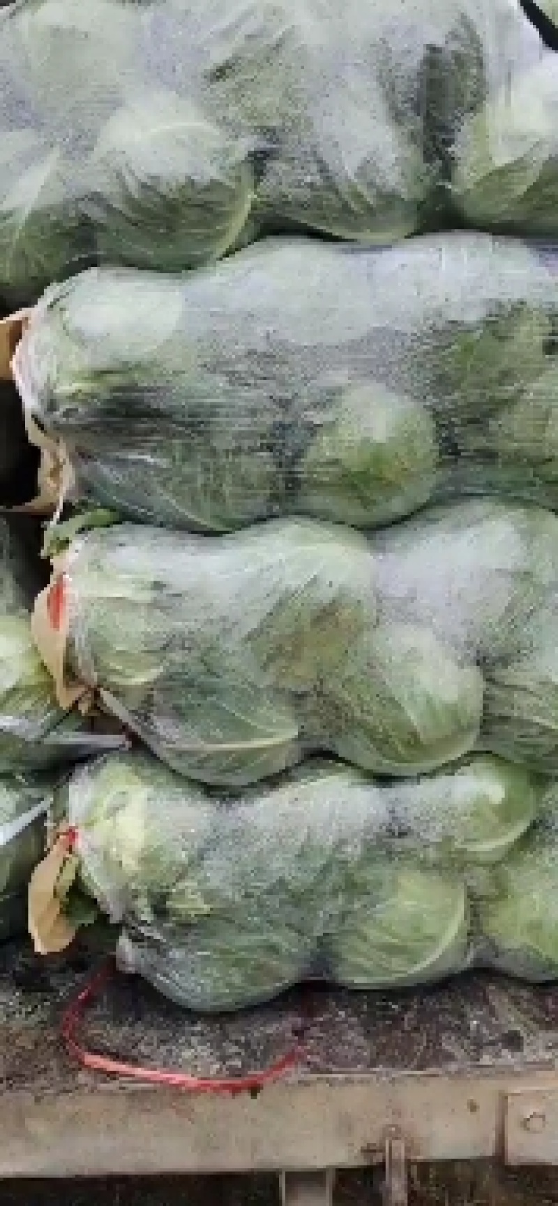 湖北精品甘蓝大量上市，服务周到，量大从优，欢迎咨询