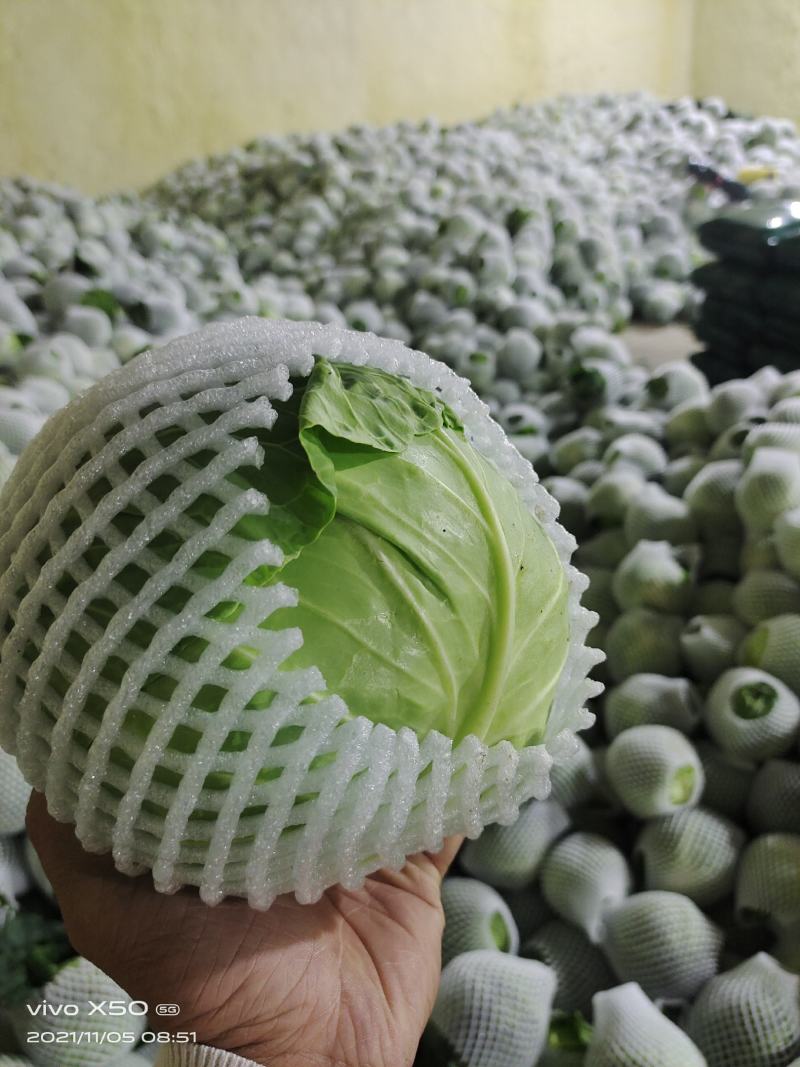 湖北精品甘蓝大量上市，服务周到，量大从优，欢迎咨询