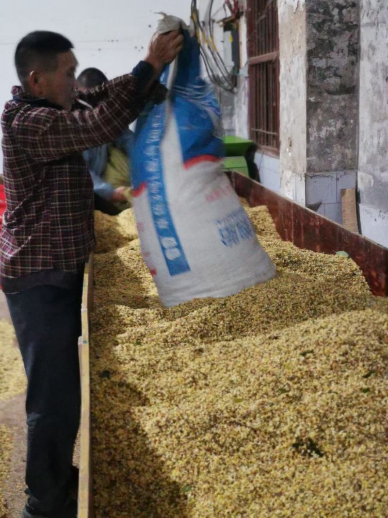 桂花之乡咸宁无硫桂花茶桂花干新鲜干桂花食用级批发