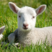 山东本地优质羊苗小公羊，小母羊，怀孕三个月以上的母羊