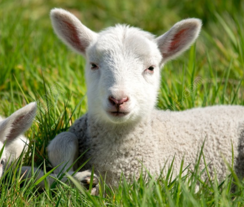 山东本地优质羊苗小公羊，小母羊，怀孕三个月以上的母羊