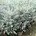 美国蓝杉树苗高档耐寒杉苗庭院种植常绿科罗拉多圣诞节蓝杉苗