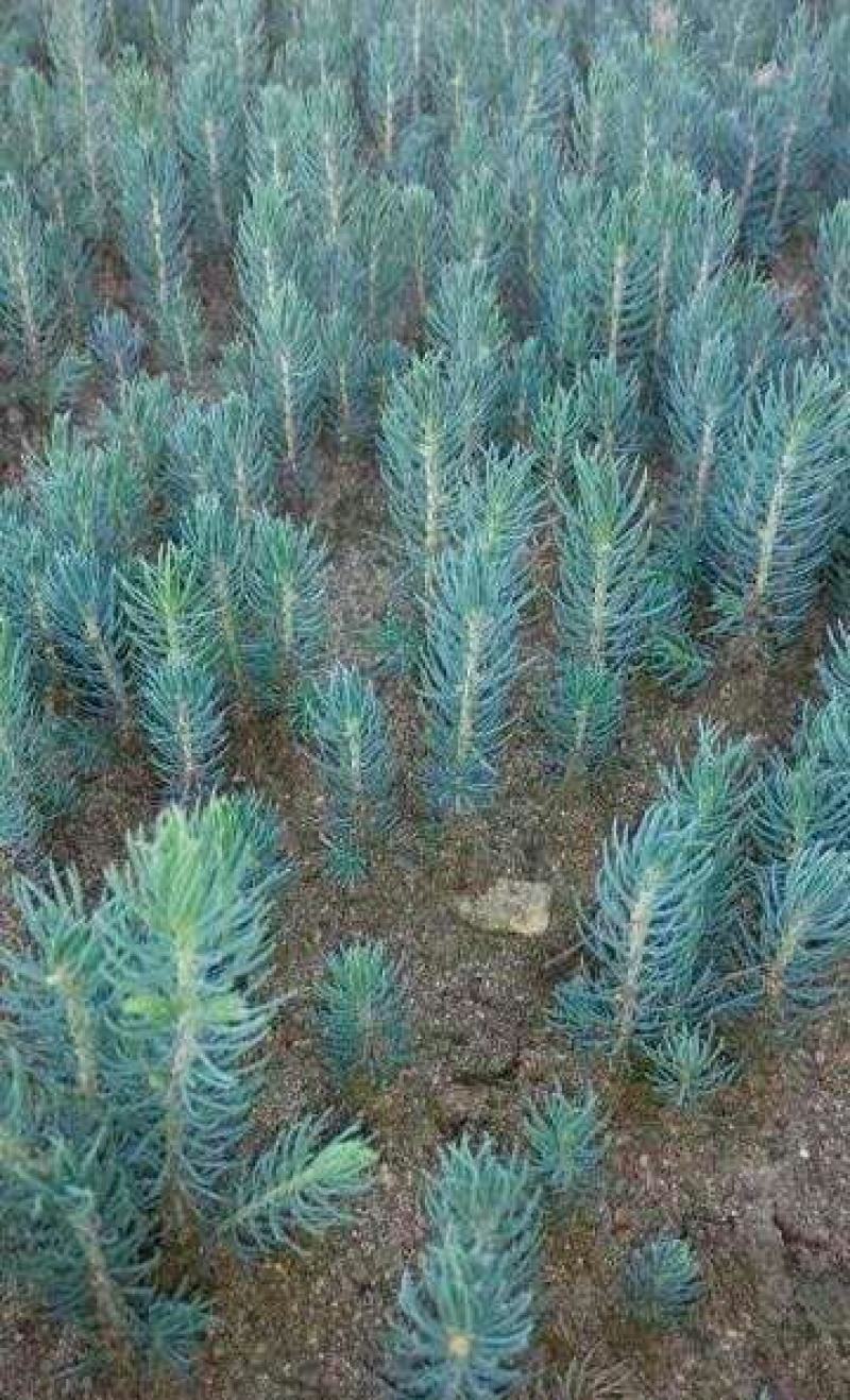 美国蓝杉树苗高档耐寒杉苗庭院种植常绿科罗拉多圣诞节蓝杉苗