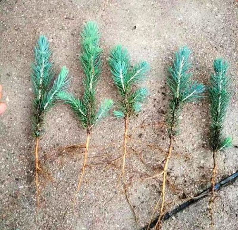 美国蓝杉树苗高档耐寒杉苗庭院种植常绿科罗拉多圣诞节蓝杉苗