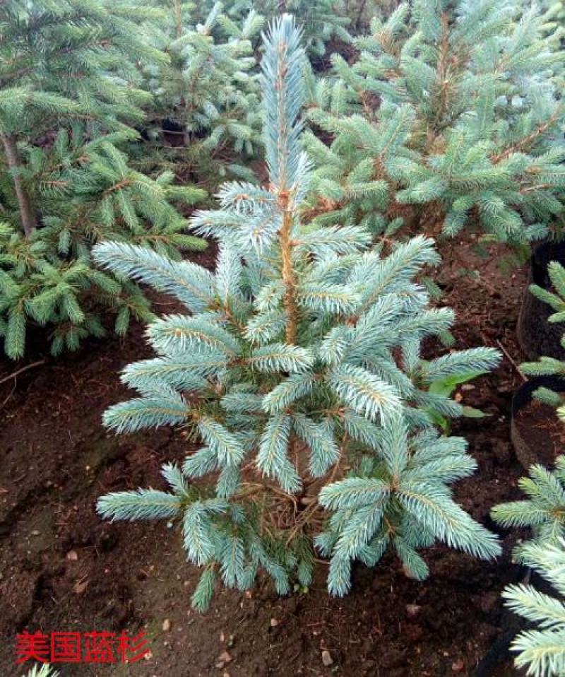 美国蓝杉树苗高档耐寒杉苗庭院种植常绿科罗拉多圣诞节蓝杉苗