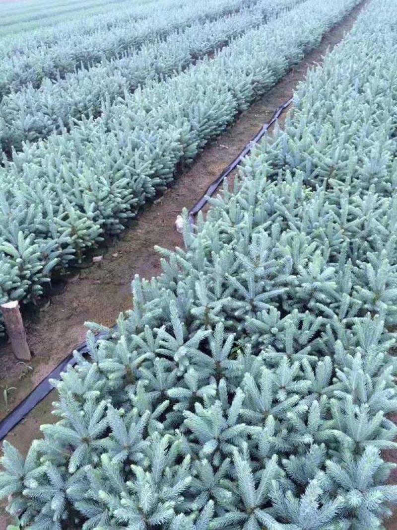 美国蓝杉树苗高档耐寒杉苗庭院种植常绿科罗拉多圣诞节蓝杉苗