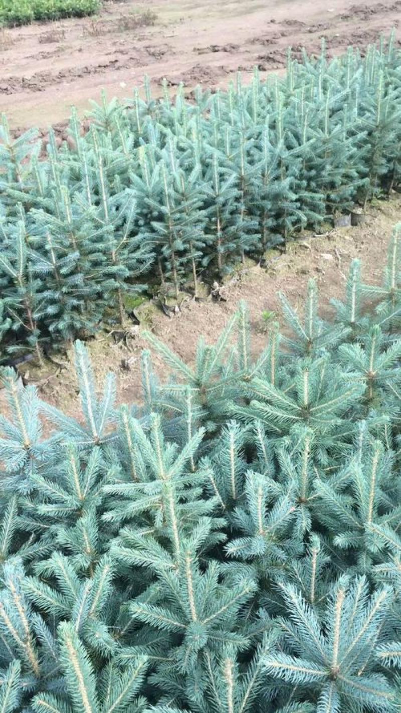 美国蓝杉树苗高档耐寒杉苗庭院种植常绿科罗拉多圣诞节蓝杉苗