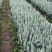 美国蓝杉树苗高档耐寒杉苗庭院种植常绿科罗拉多圣诞节蓝杉苗