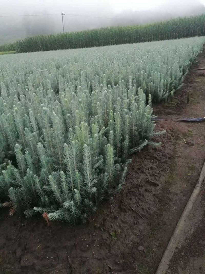 美国蓝杉树苗高档耐寒杉苗庭院种植常绿科罗拉多圣诞节蓝杉苗