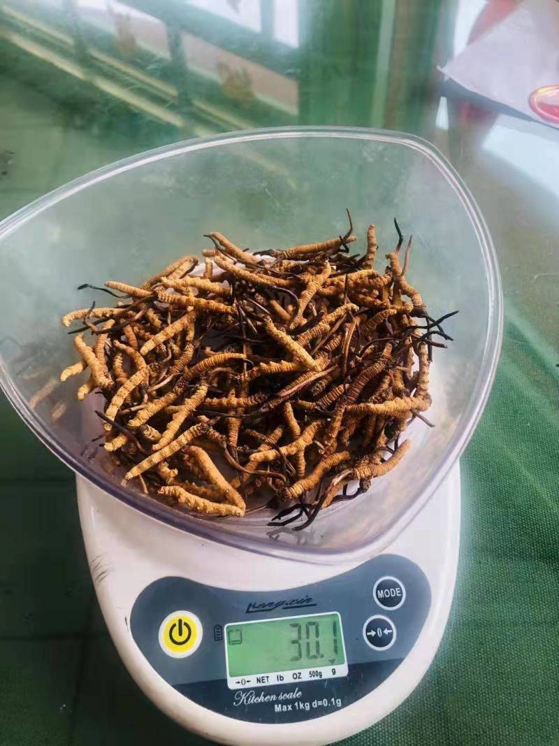 虫草那曲头期新干虫草经济实惠6根一克适合家庭的一款虫草