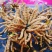 虫草那曲头期新干虫草经济实惠6根一克适合家庭的一款虫草
