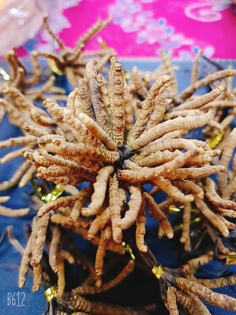 虫草那曲头期新干虫草经济实惠6根一克适合家庭的一款虫草