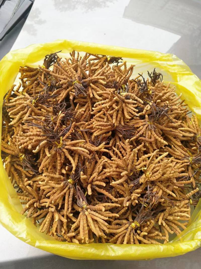 虫草那曲头期新干虫草经济实惠6根一克适合家庭的一款虫草