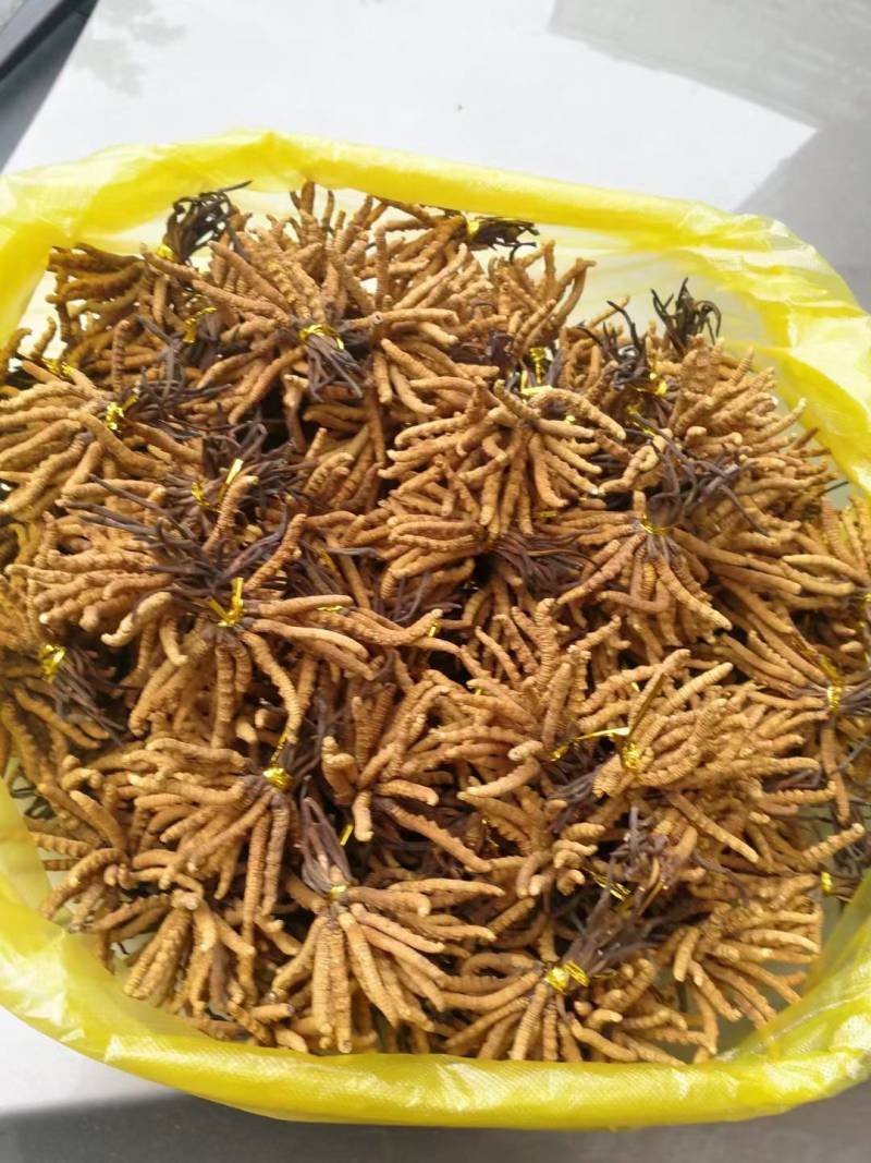 虫草那曲头期新干虫草经济实惠6根一克适合家庭的一款虫草