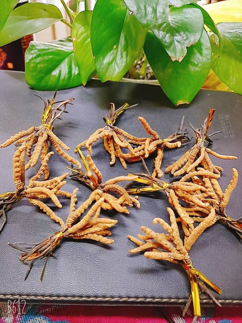 虫草那曲头期新干虫草经济实惠6根一克适合家庭的一款虫草